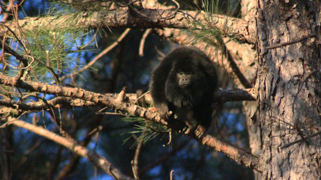 Black Howler Monkey