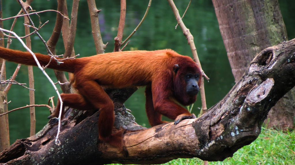 Colombian Red Howler Monkey