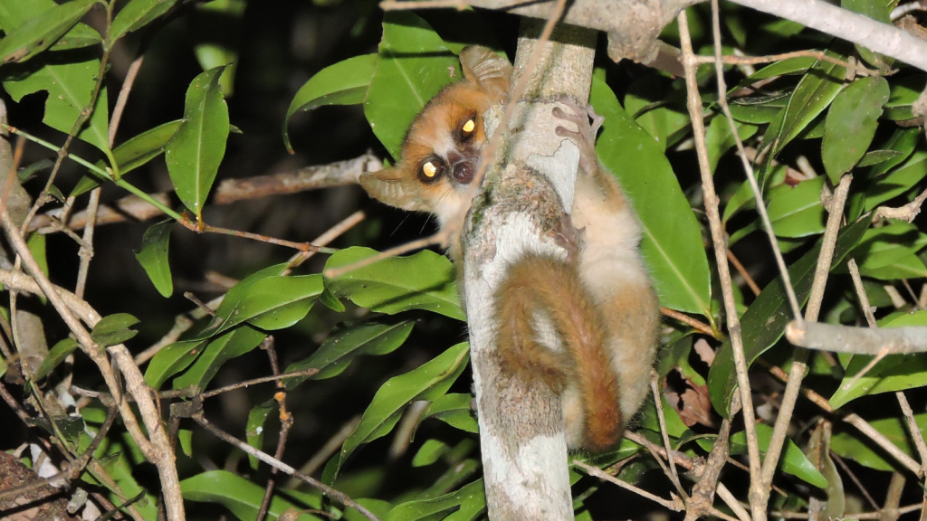 Madame Berthe's Mouse Lemur