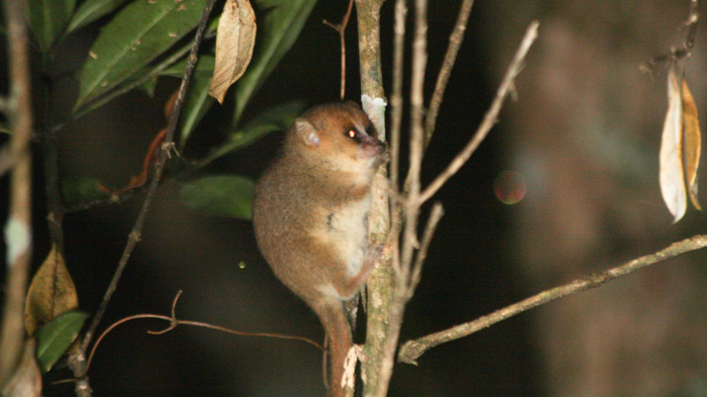 Goodman's Mouse Lemur