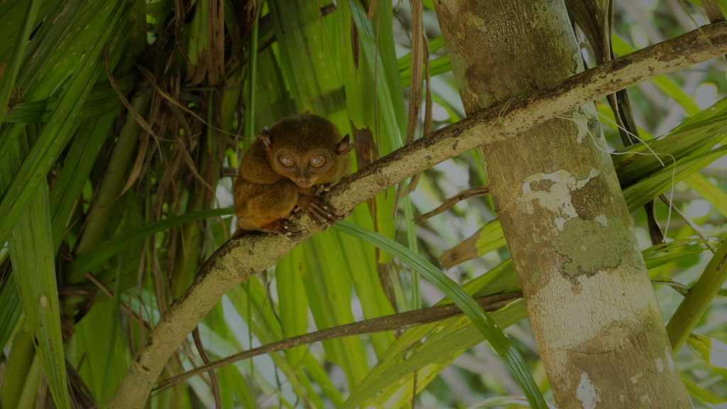 Tarsier