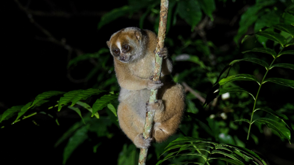 Sunda Slow Loris