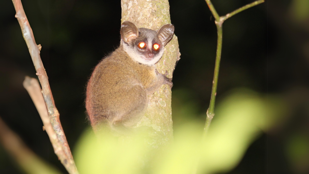 Taita Mountain Dwarf Galago