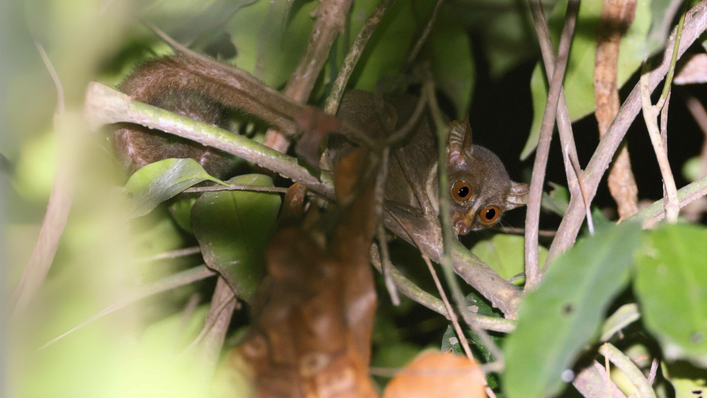 Prince Demidoff's Bushbaby