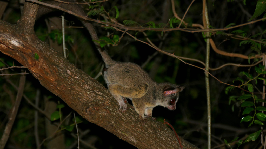 Bush Baby