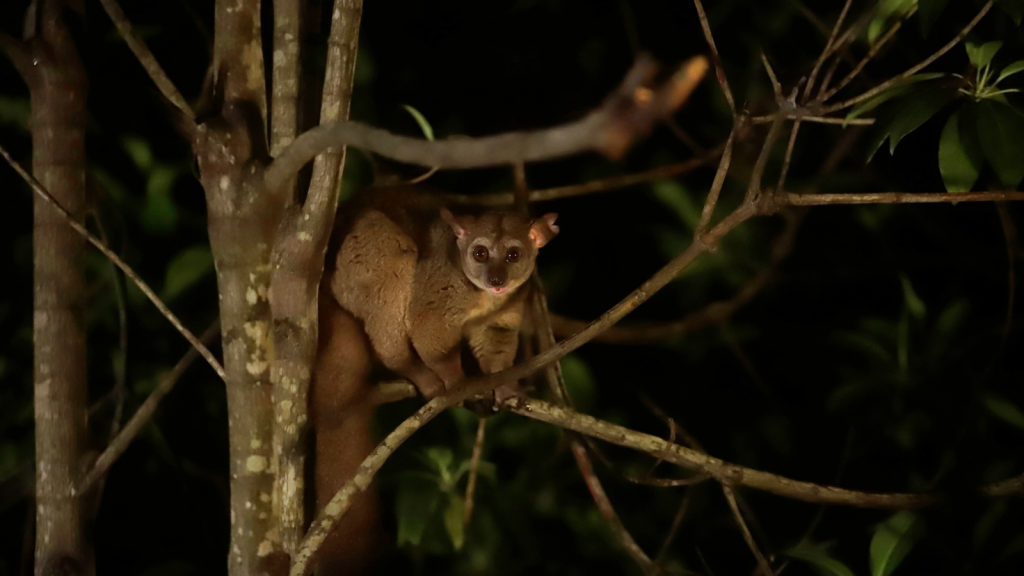 Zanzibar Bushbaby