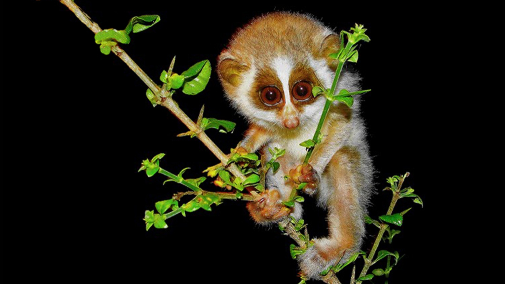 Mysore Slender Loris