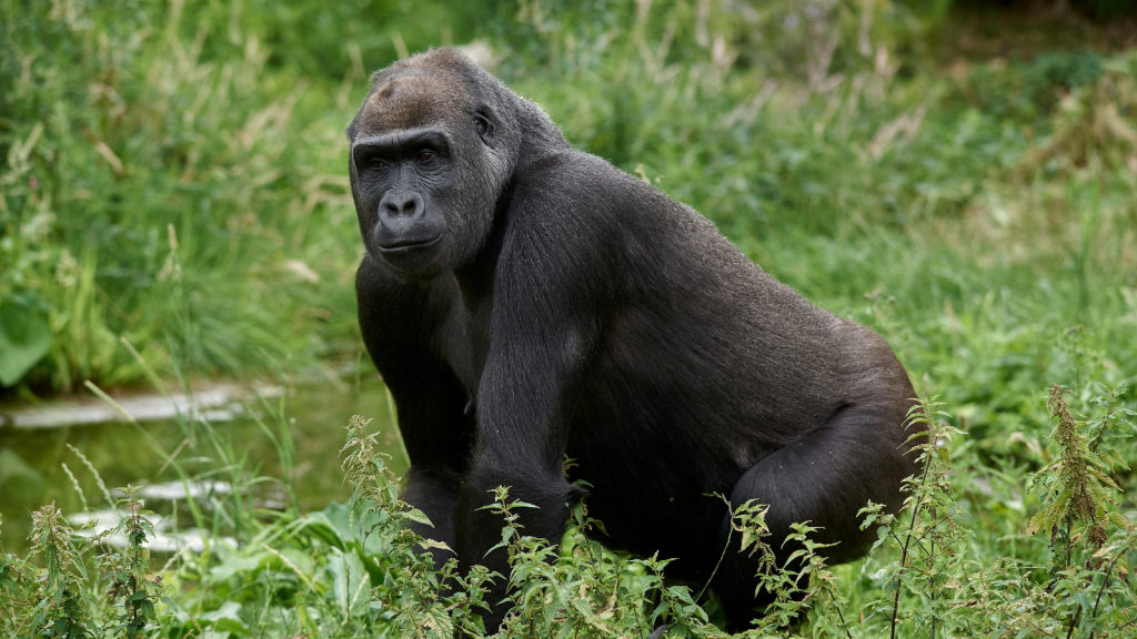 Western Gorilla