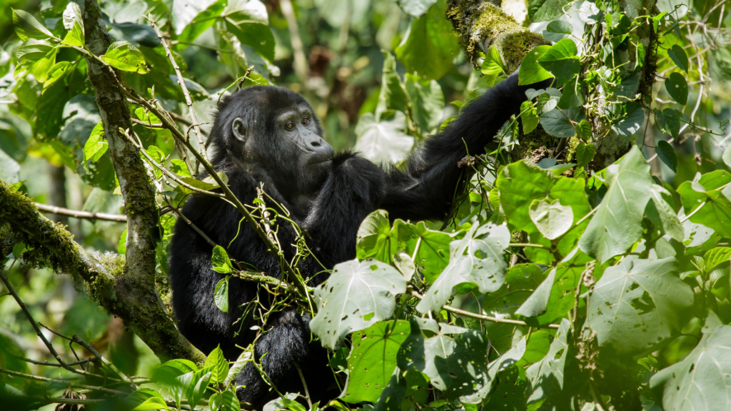 Eastern Gorilla