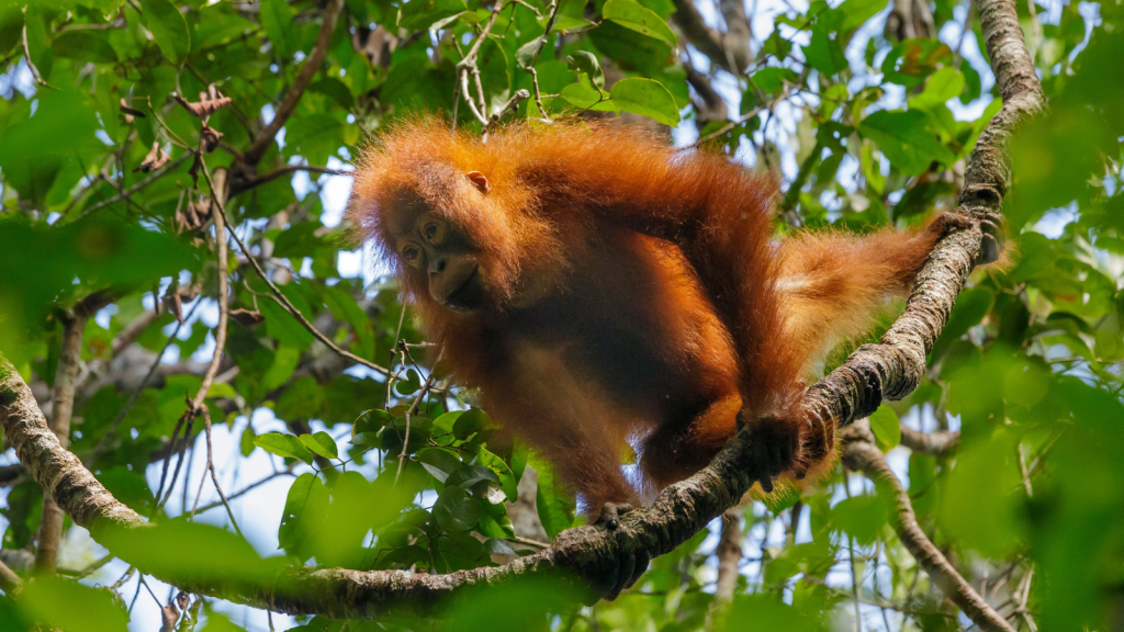 Bornean Orangutan