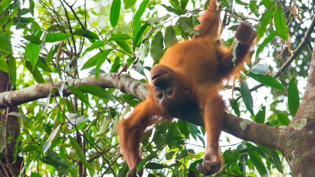 Sumatran Orangutan