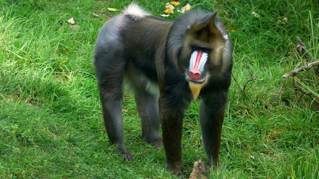 Mandrill