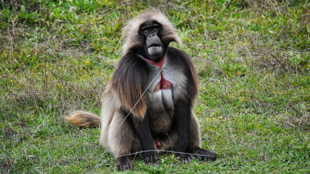 Gelada