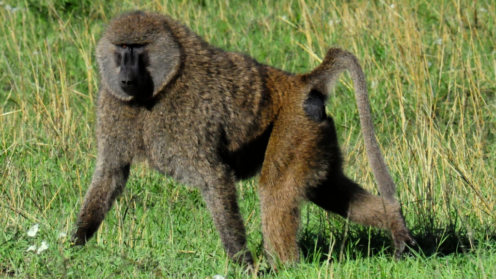 Olive Baboon