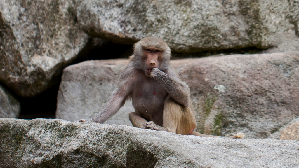 Hamadryas Baboon