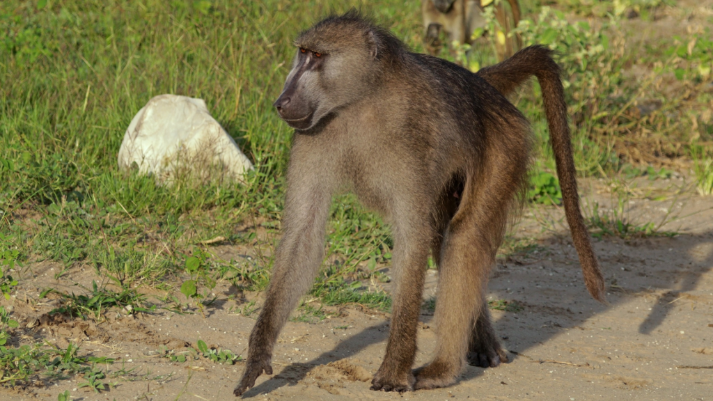 Proboscis Monkey