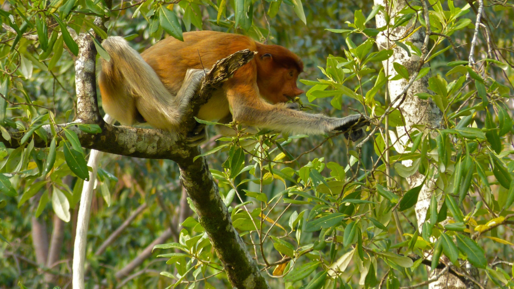 Proboscis Monkey