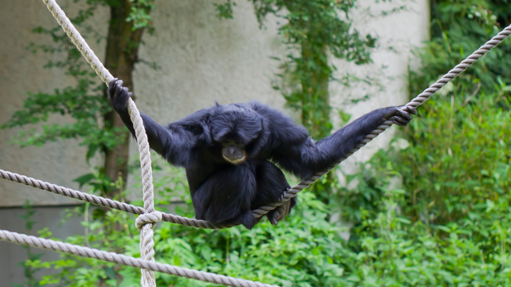 Siamang