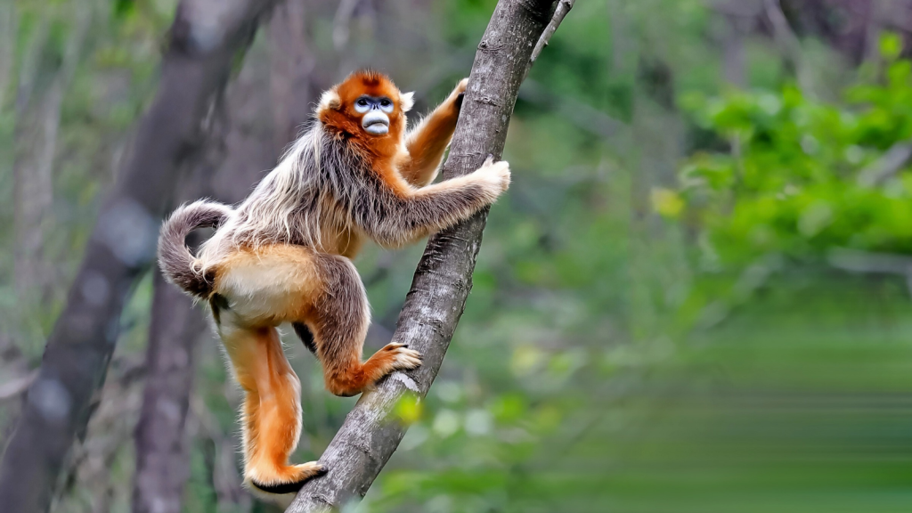 Golden Snub-Nosed Monkey