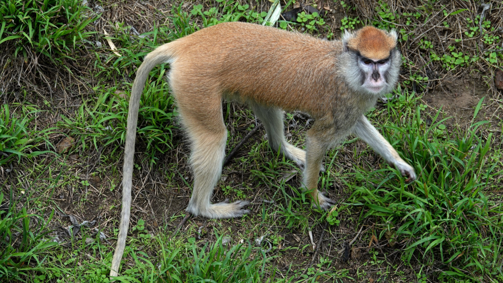 Patas Monkey