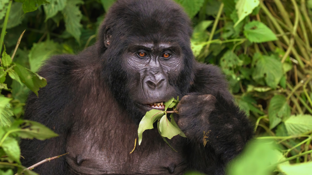 Eastern Gorilla | From Gorilla to Gibbons | Meet the 15 Biggest Old World Primates