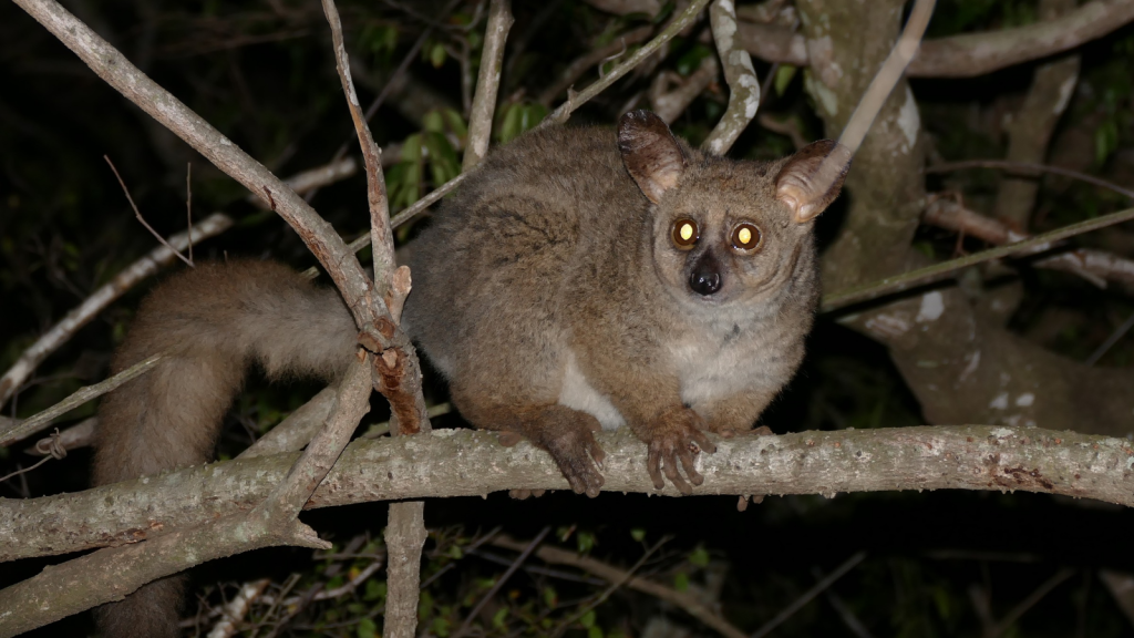 Bush Baby | Night Vision Superheroes