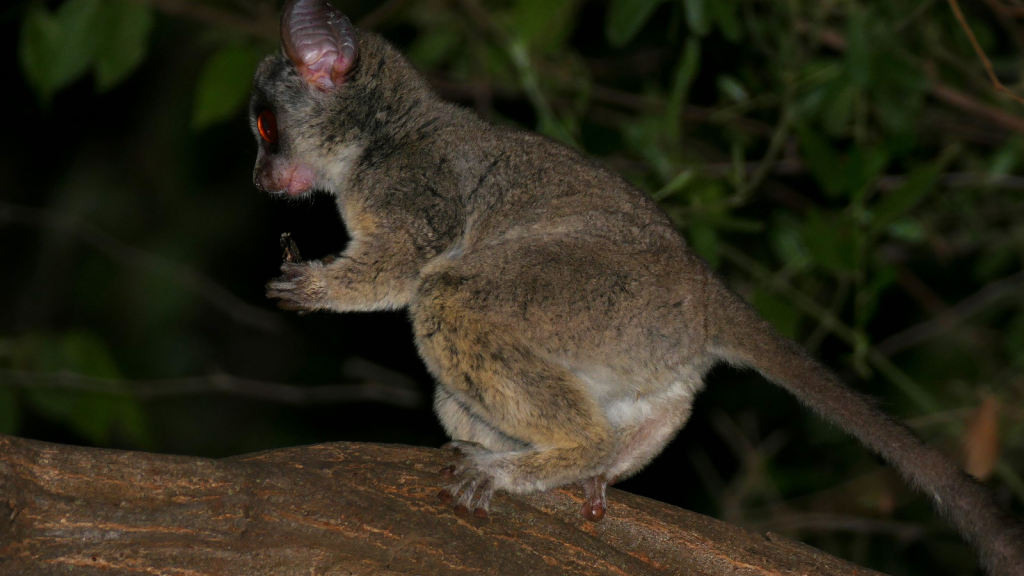 Bush Baby | Toilet Claw Groomers