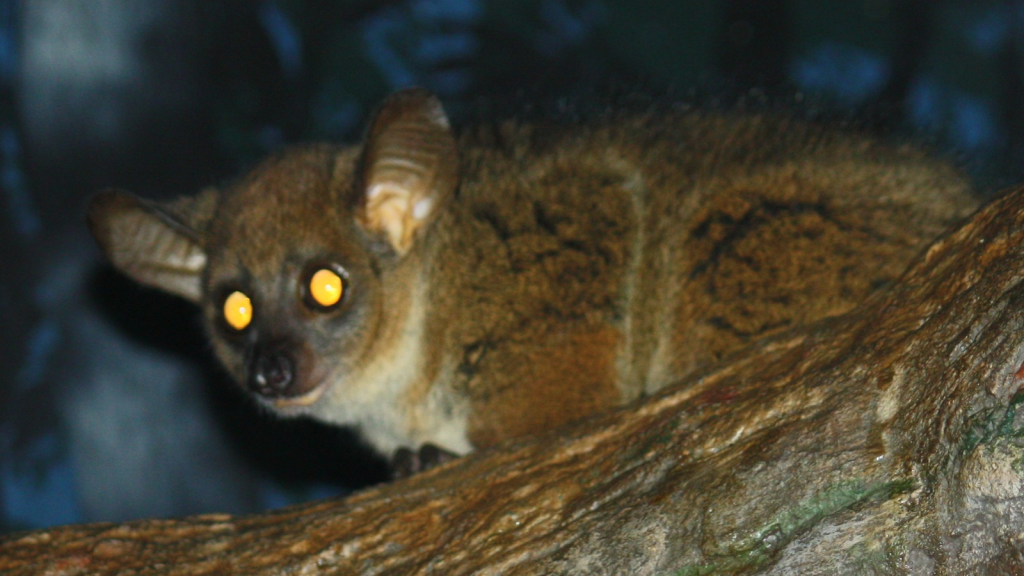 Bush Baby | Built-in Night Goggles