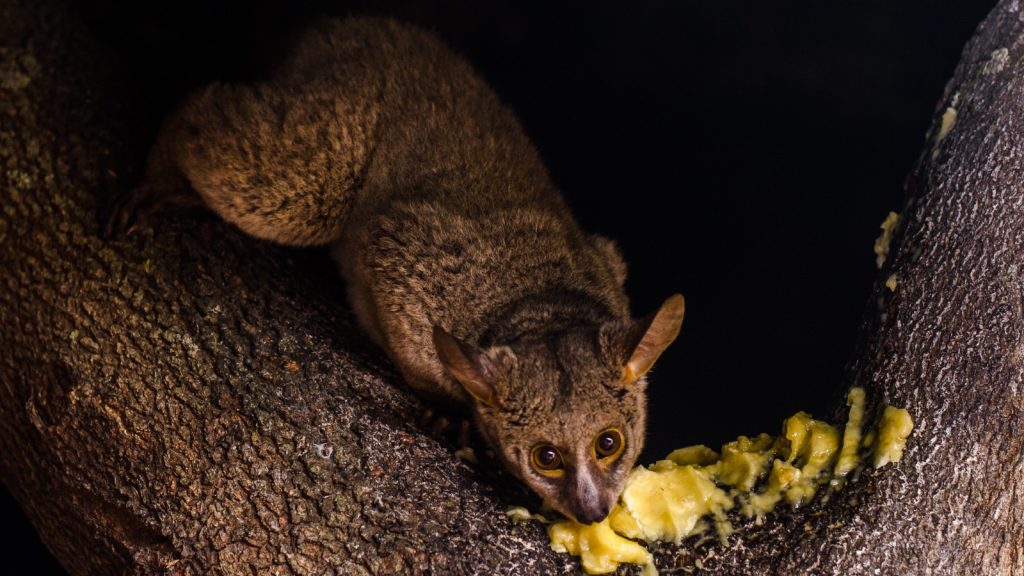 Bush Baby | Fruit Juice Junkies