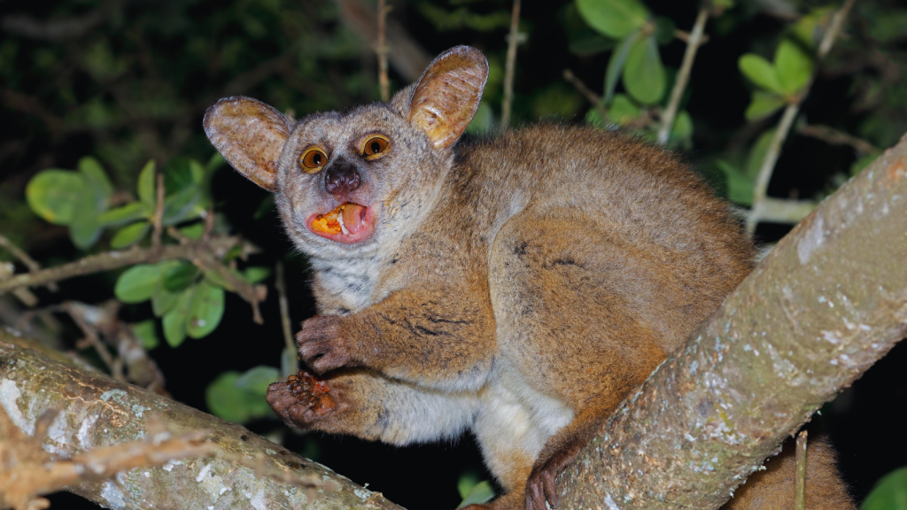 15 Fascinating Facts About Bush Babies - The Pint-Sized Primates