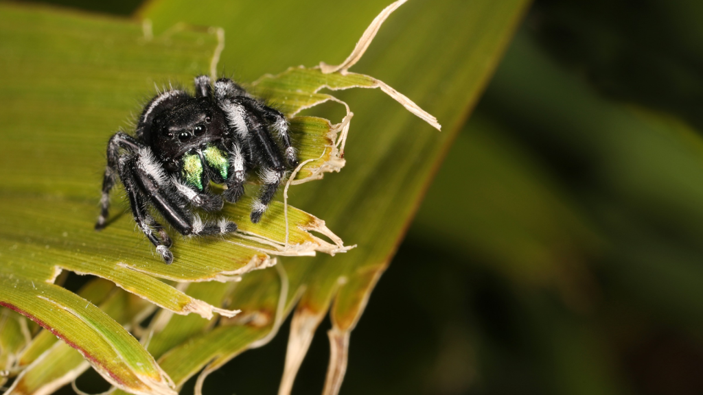 Jumping Spider