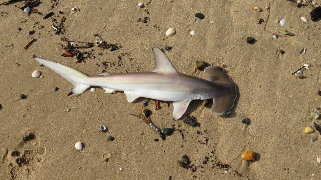 Hammerhead Shark | They Come in Many Sizes