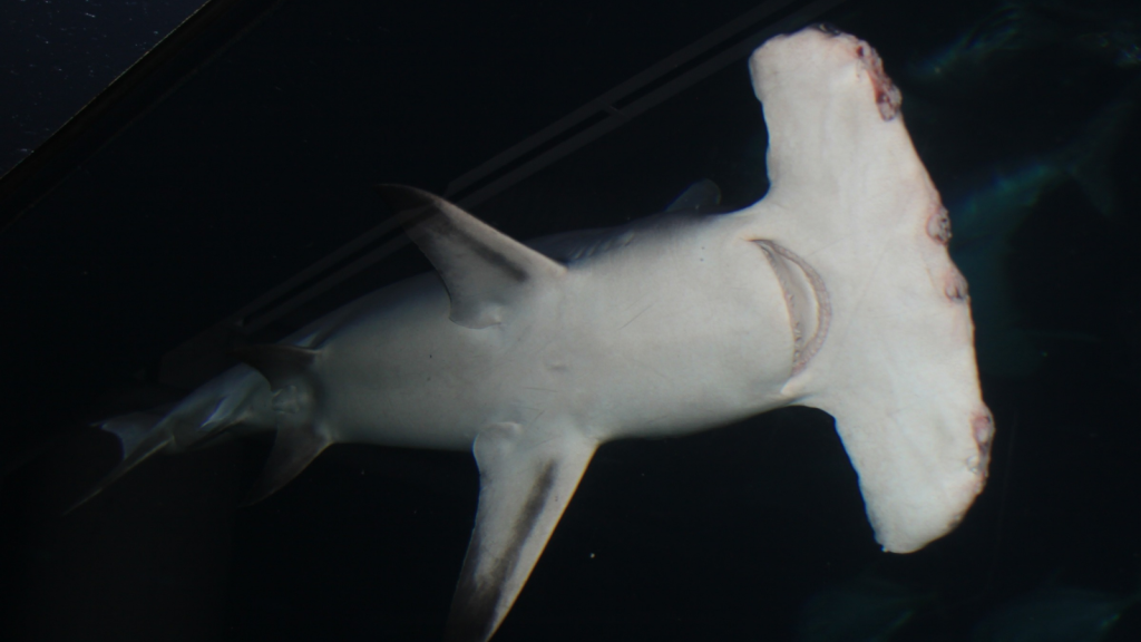 Hammerhead Shark | Their Weird Heads Have a Purpose