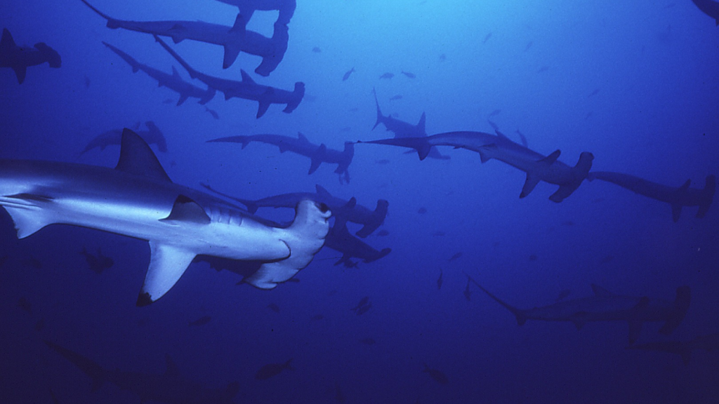 Hammerhead Shark | They Love a Good Cuddle