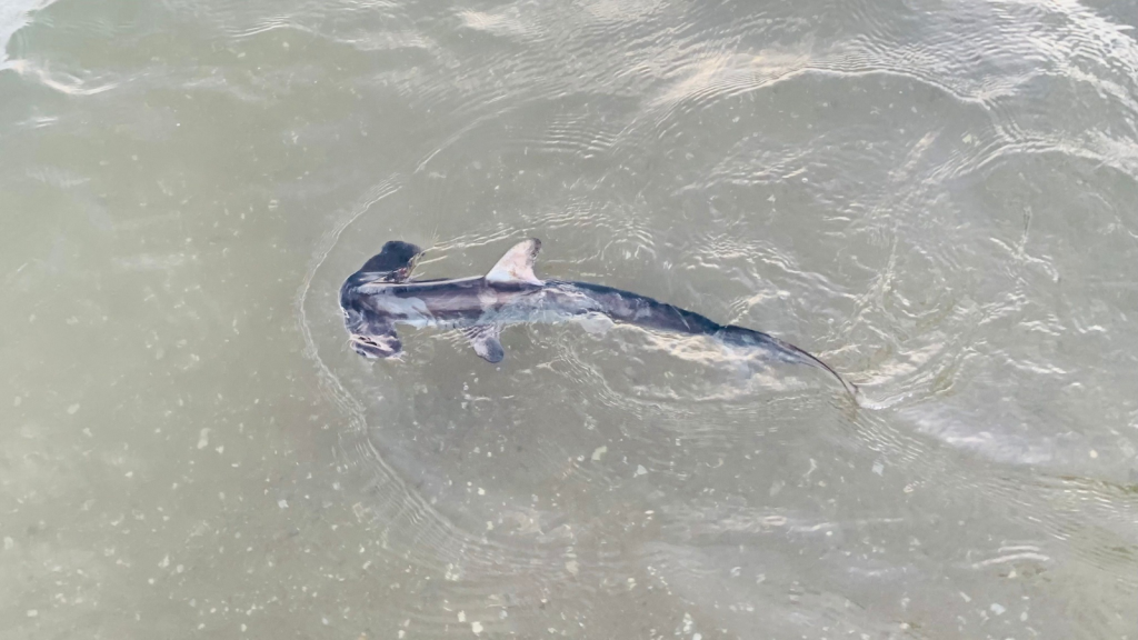 Hammerhead Shark | They Can Tan Like Humans