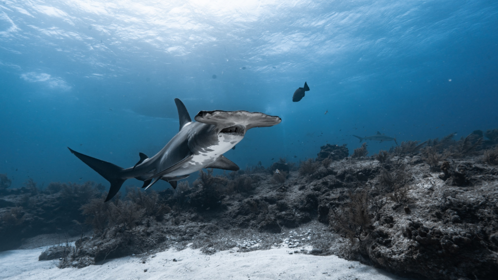 Hammerhead Shark | They're Picky Eaters