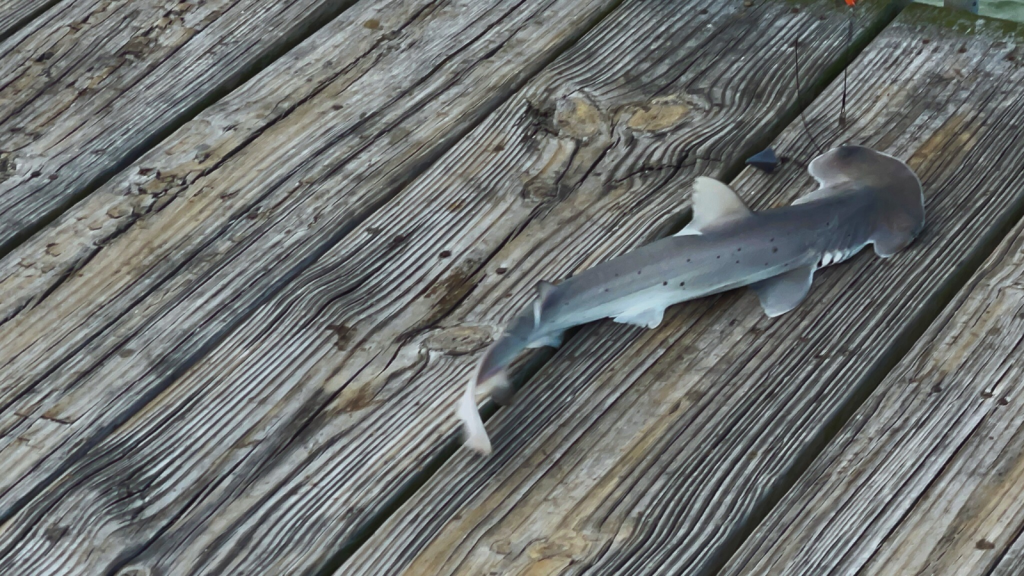 Hammerhead Shark | They Give Birth to Live Young