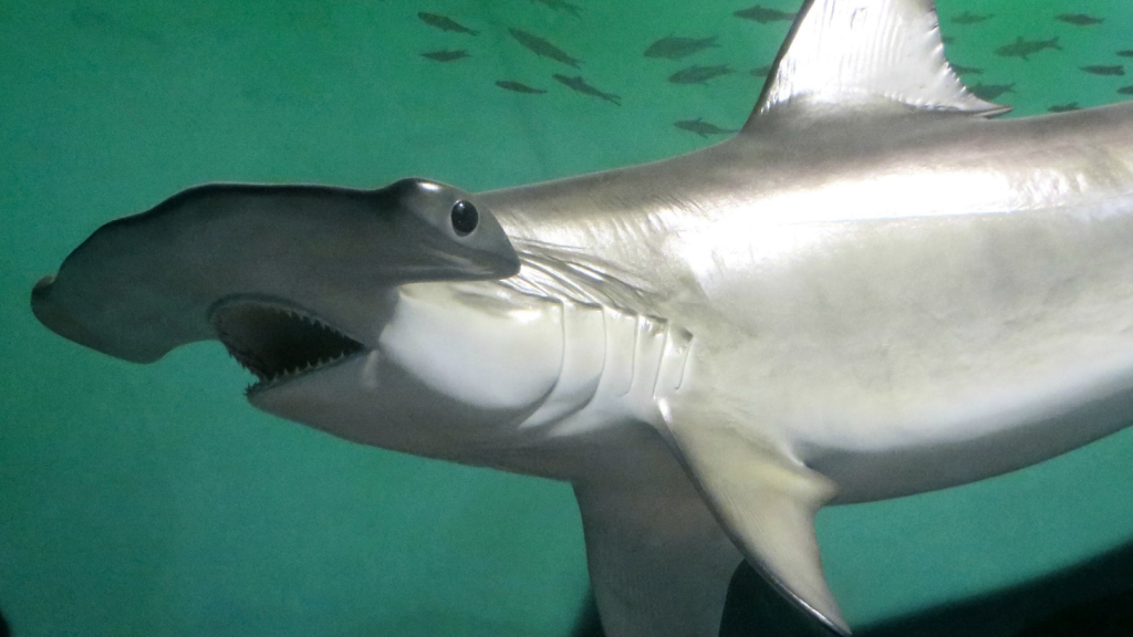 Hammerhead Shark | They Have Incredible Hearing