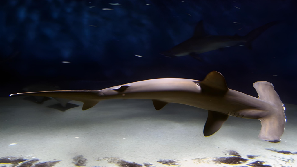 Hammerhead Shark | They Can Swim on Their Sides