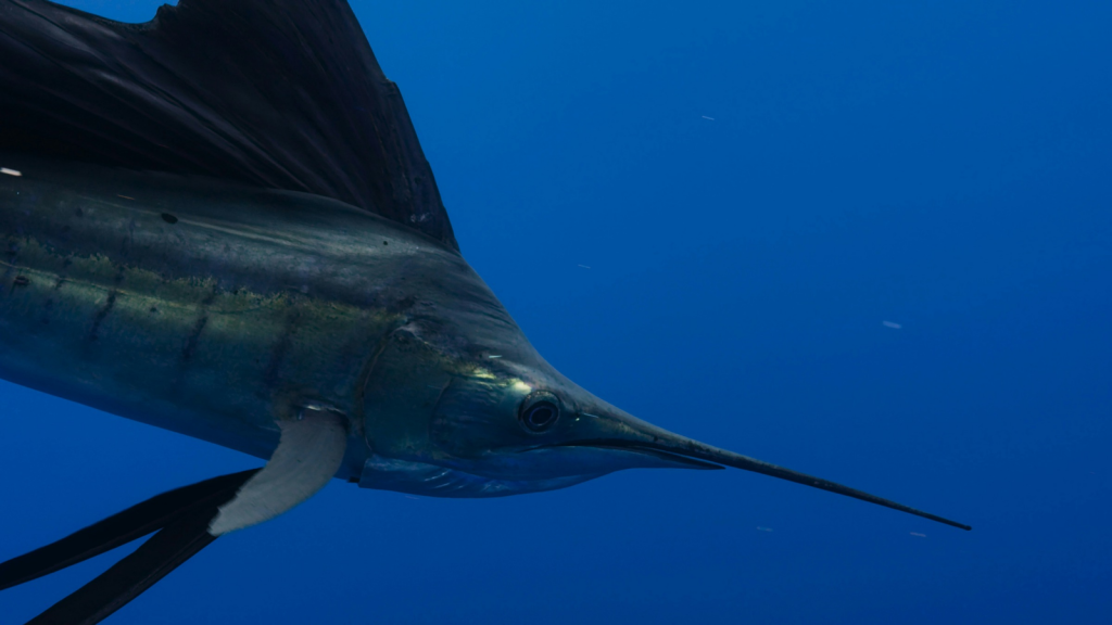 Swordfish | They Have Amazing Eyesight