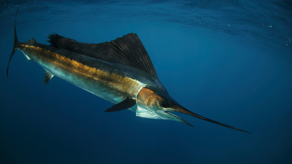 Swordfish | They Change Colour as They Age