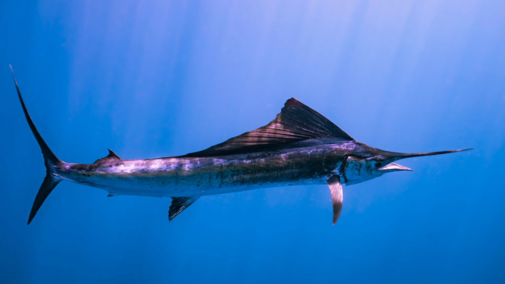 15 Fascinating Facts About Swordfish - Outlandish Owl