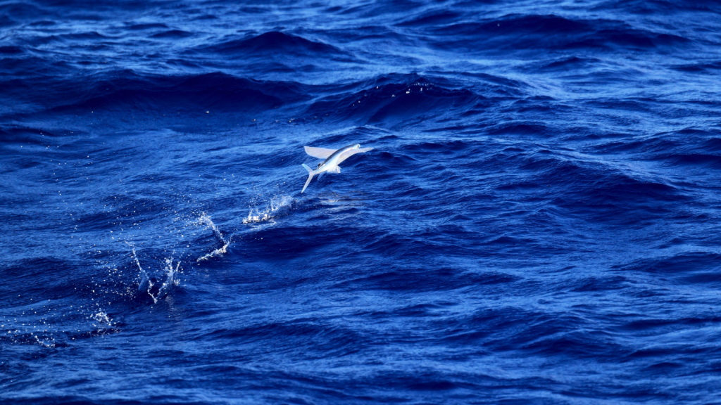 Flying Fish | They're Not Really Flying