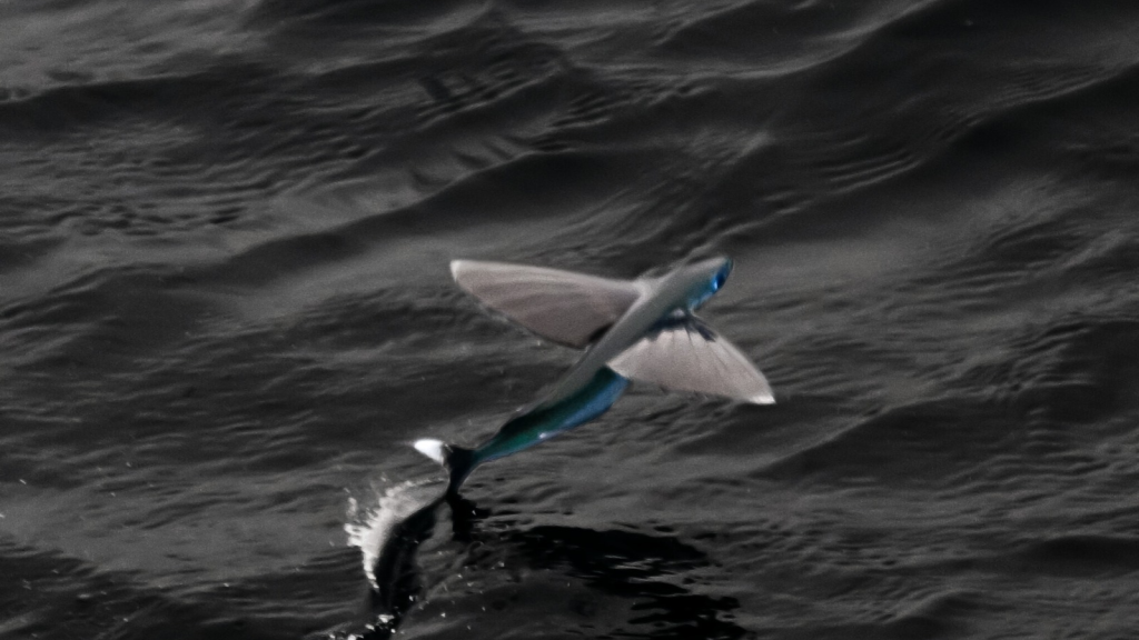 Flying Fish | They're Nocturnal Navigators