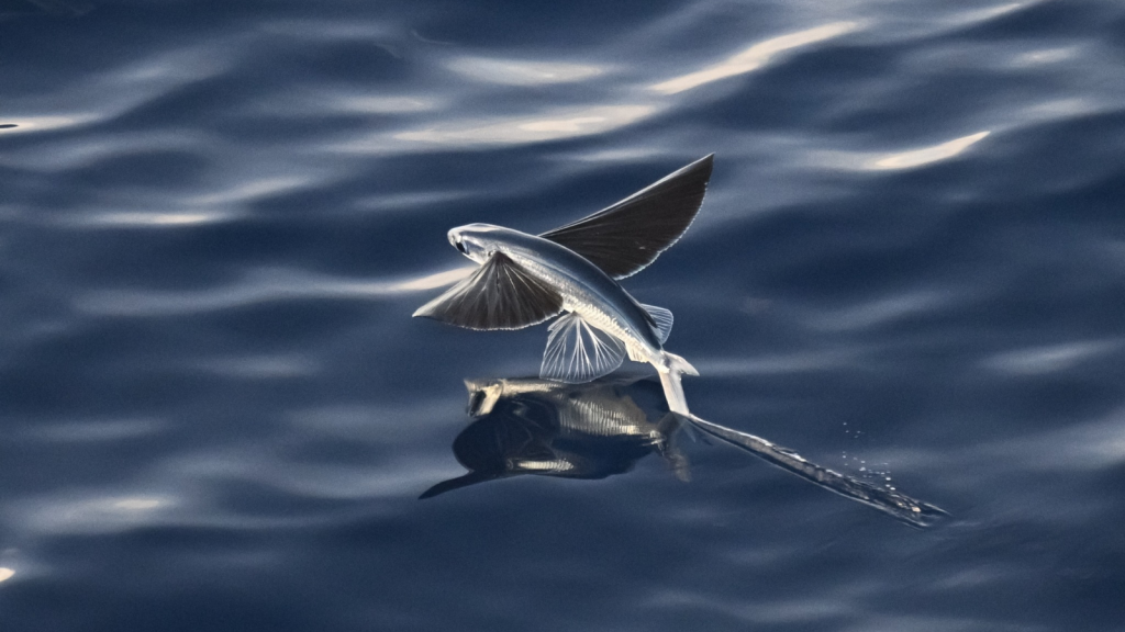 Flying Fish | They Can 'Walk' on Water