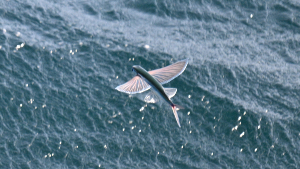 Flying Fish | They're Found in All Oceans