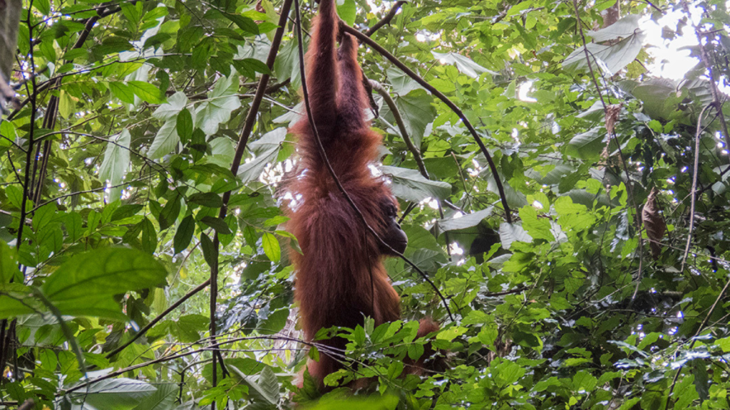 Sumatran Orangutan