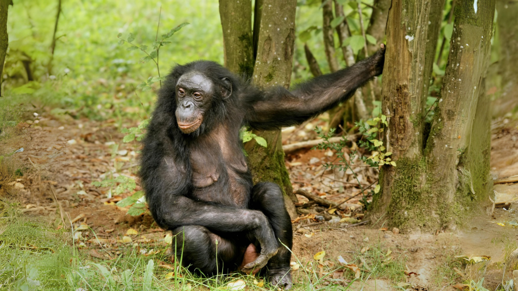 Bonobo