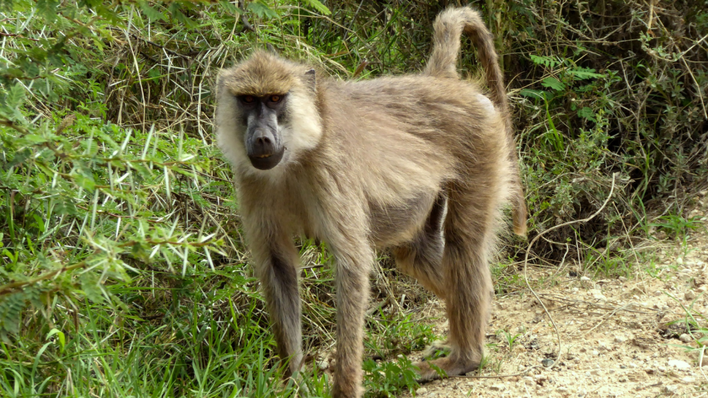 Yellow Baboon