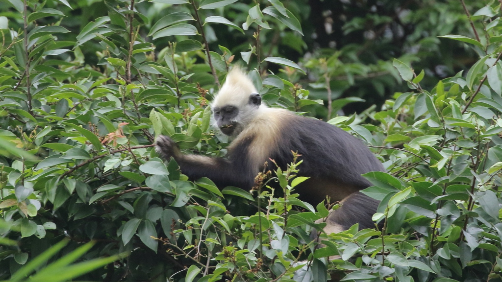 White-headed Langur